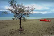 3-albero-in-spiaggia